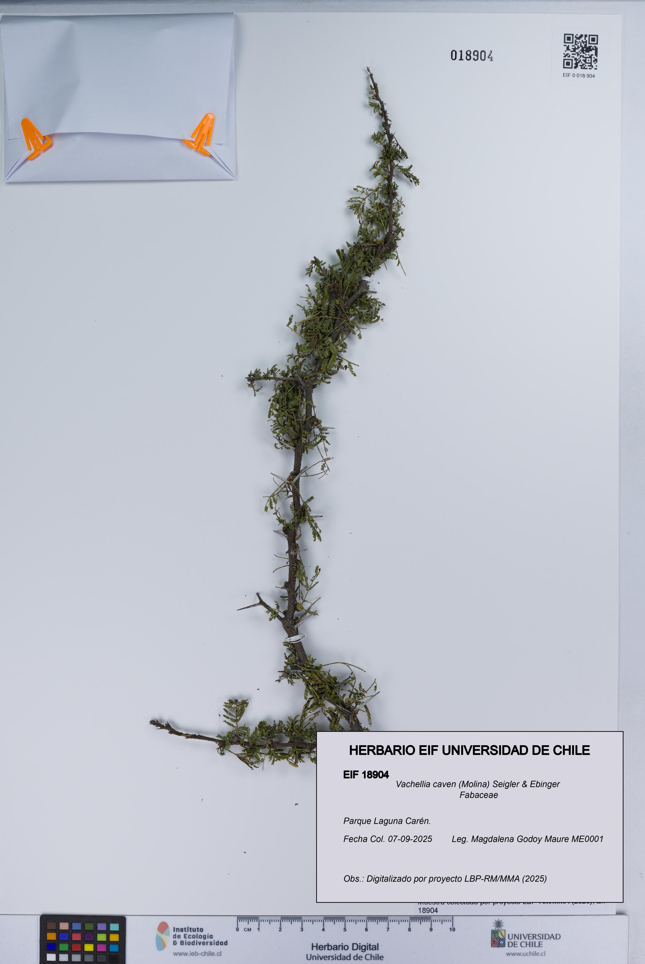 Vachellia caven [Espécimen: UCH:EIF:0018904]