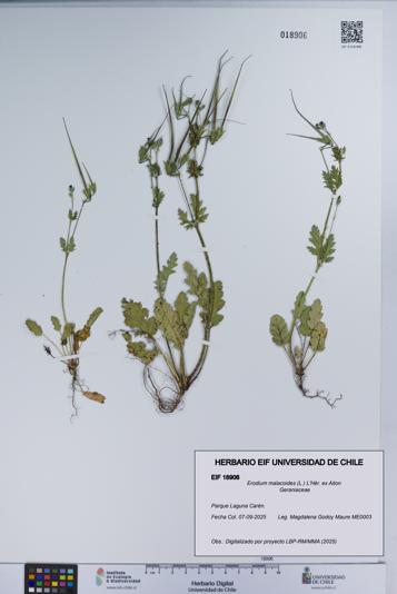 Erodium malacoides [Espécimen: UCH:EIF:0018906]