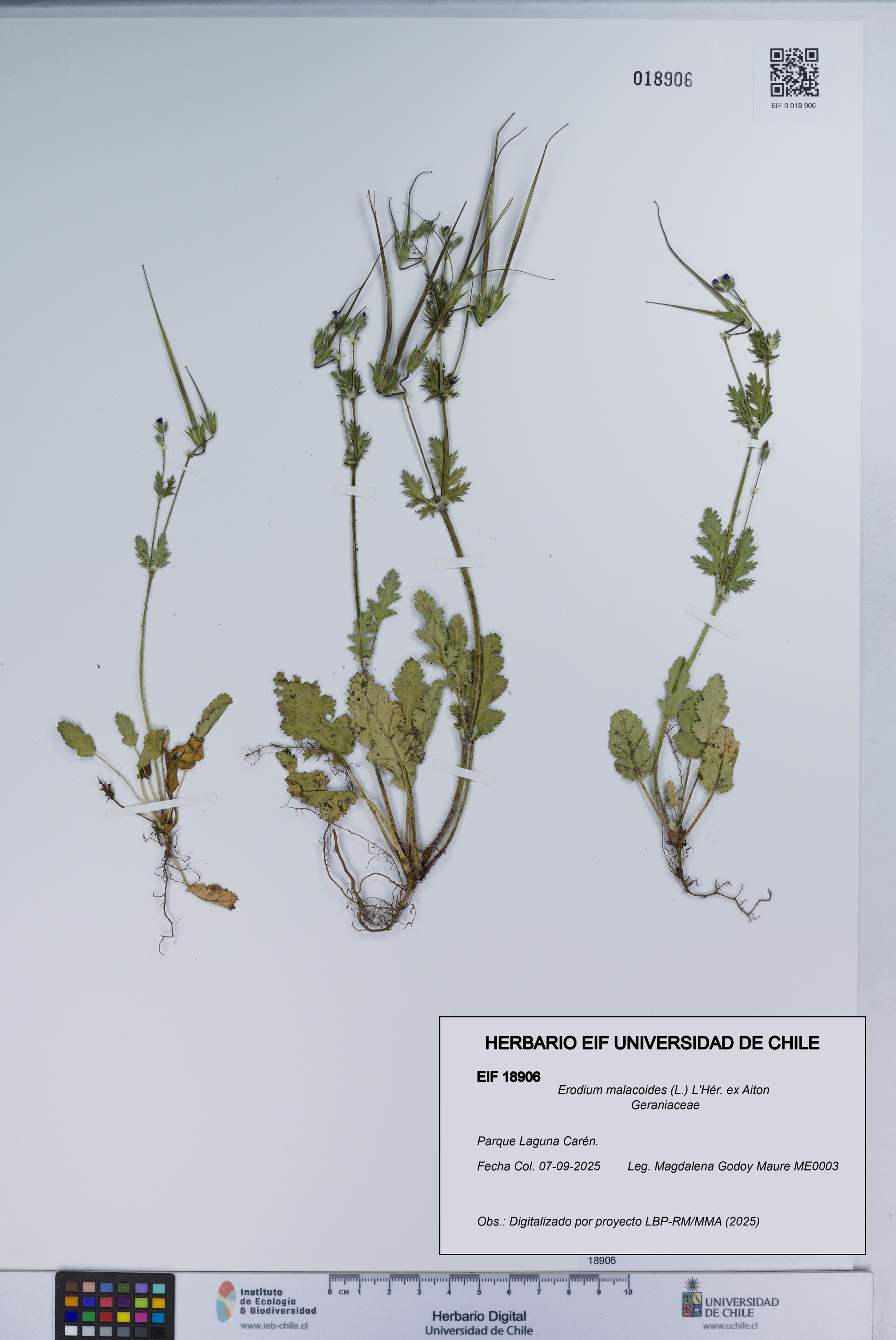 Erodium malacoides [Espécimen: UCH:EIF:0018906]