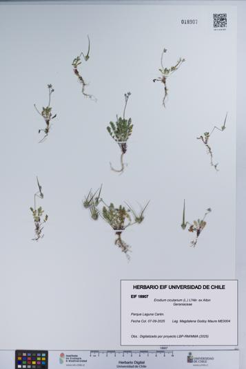 Erodium cicutarium [Espécimen: UCH:EIF:0018907]