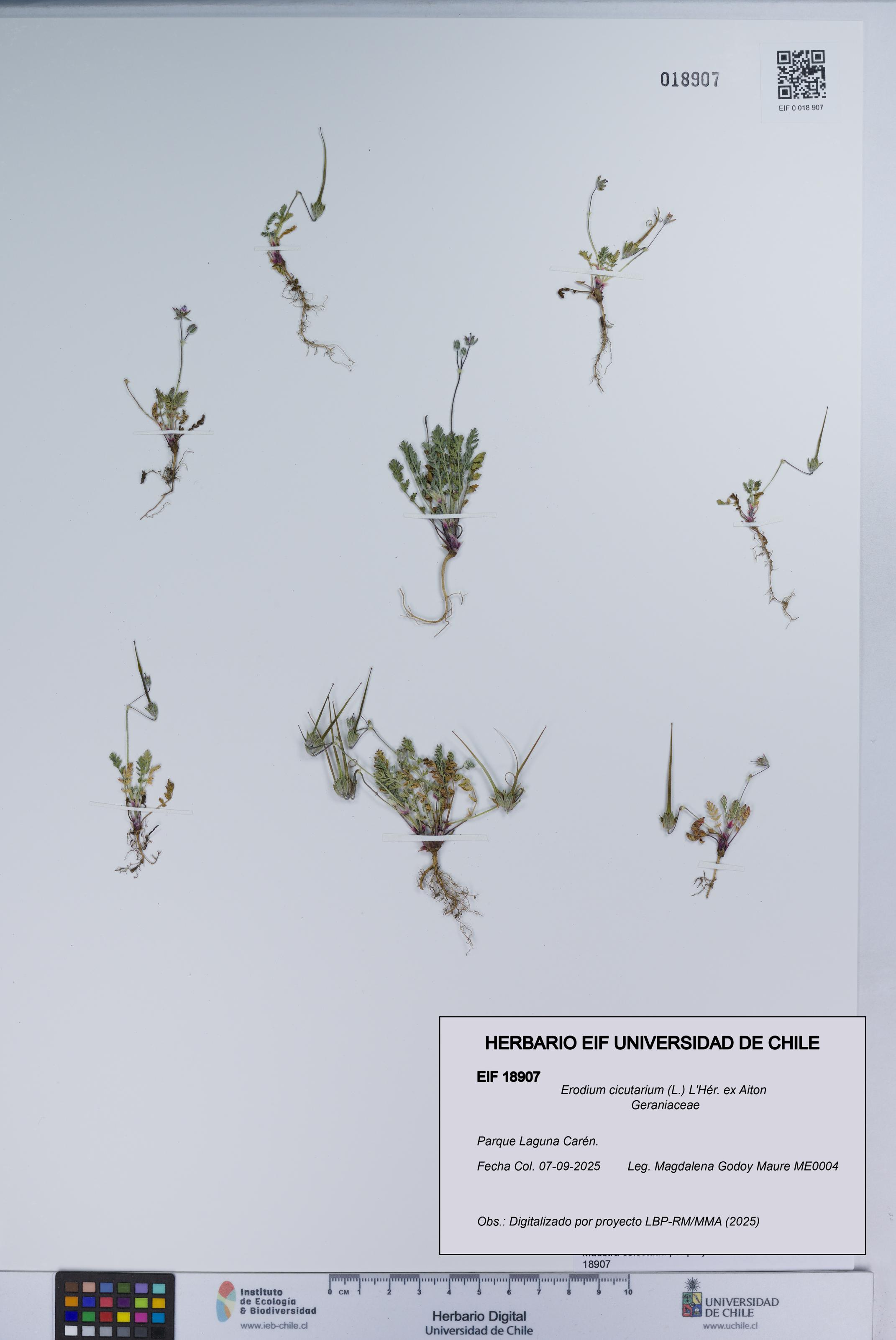 Erodium cicutarium [Espécimen: UCH:EIF:0018907]