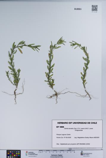 Clarkia tenella [Espécimen: UCH:EIF:0018908]