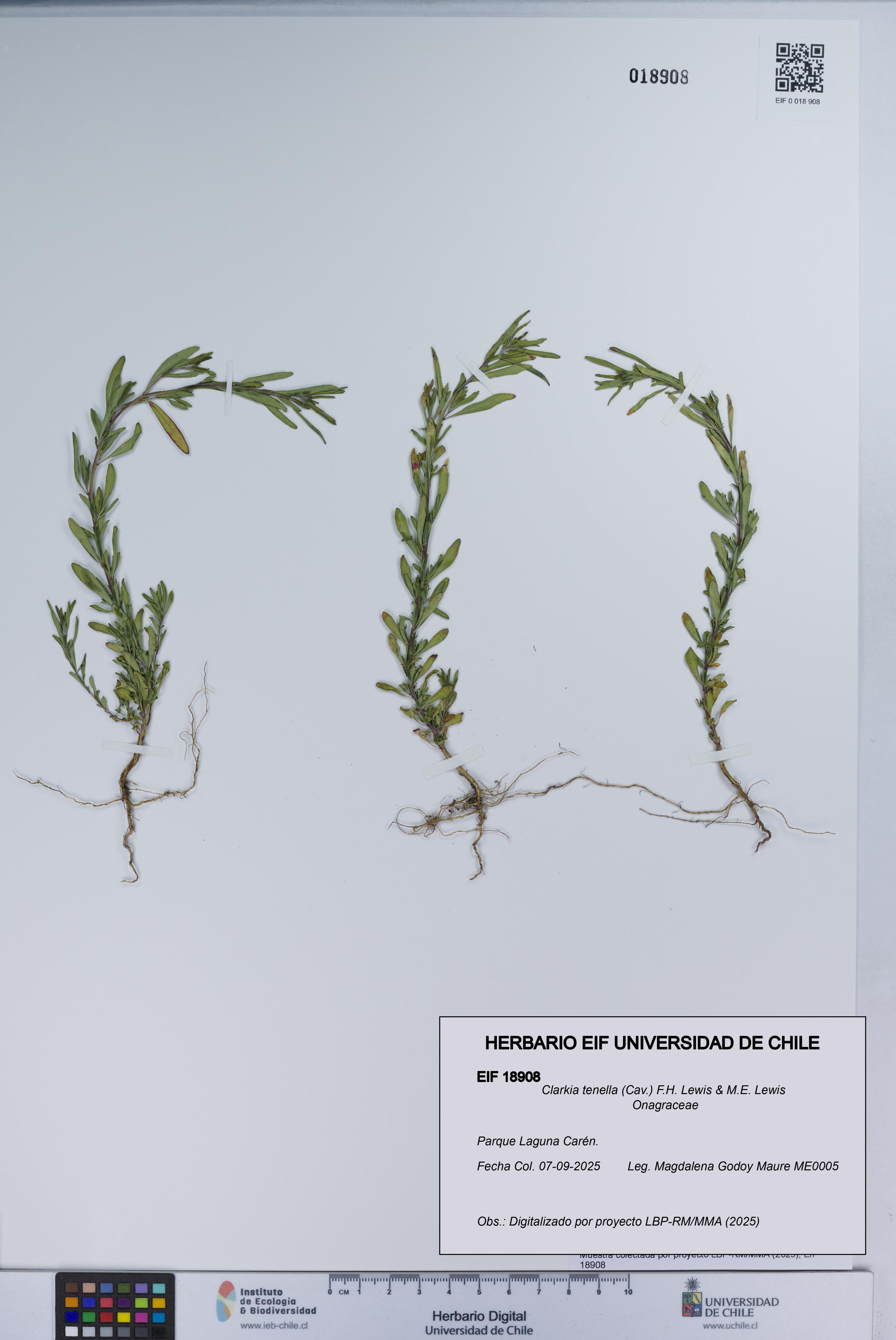 Clarkia tenella [Espécimen: UCH:EIF:0018908]