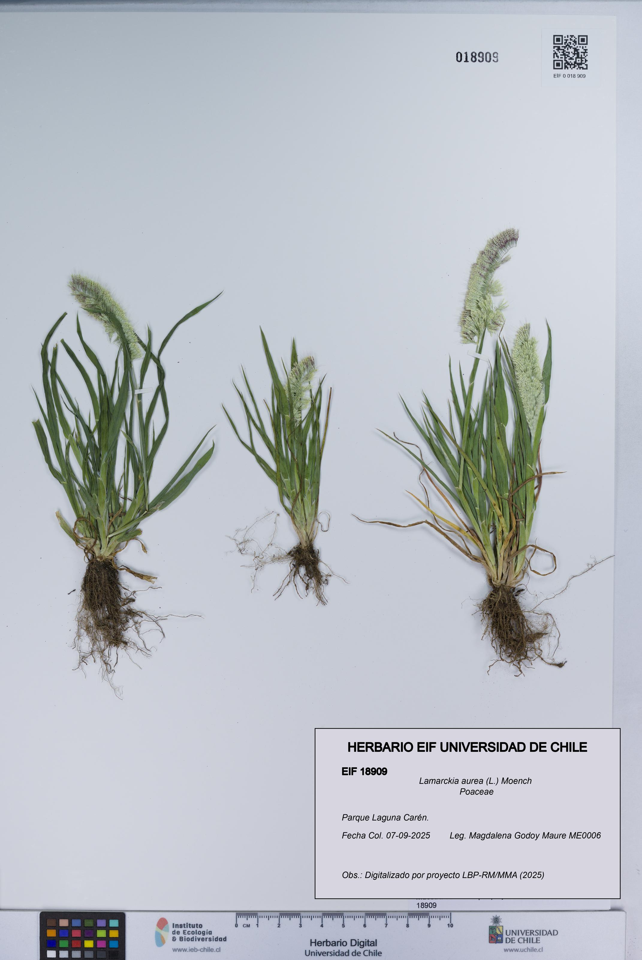 Lamarckia aurea [Espécimen: UCH:EIF:0018909]