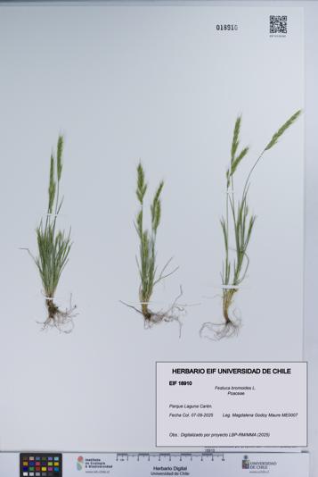 Festuca bromoides [Espécimen: UCH:EIF:0018910]