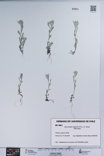 Gamochaeta oligantha [Espécimen: UCH:EIF:0018911]