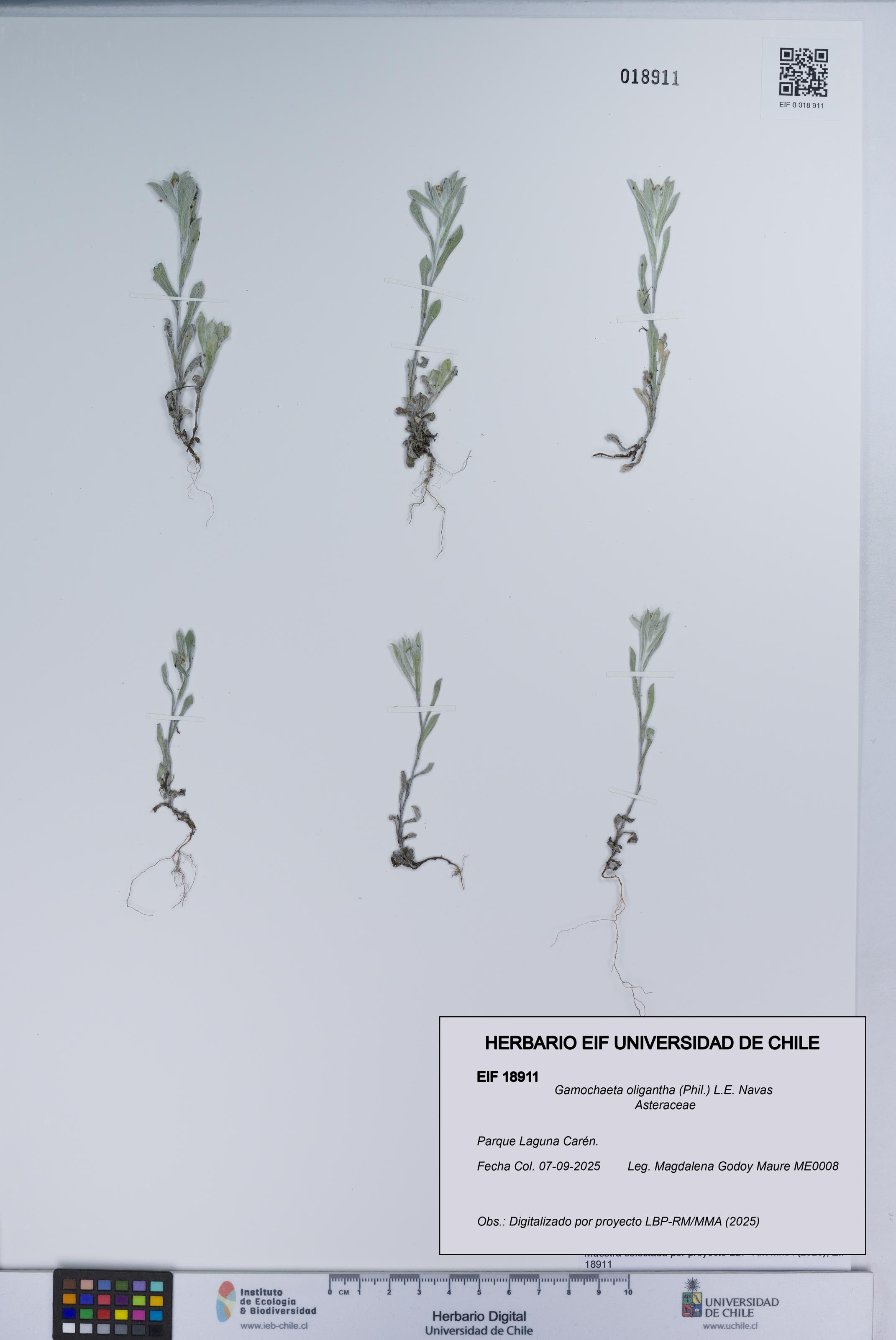 Gamochaeta oligantha [Espécimen: UCH:EIF:0018911]