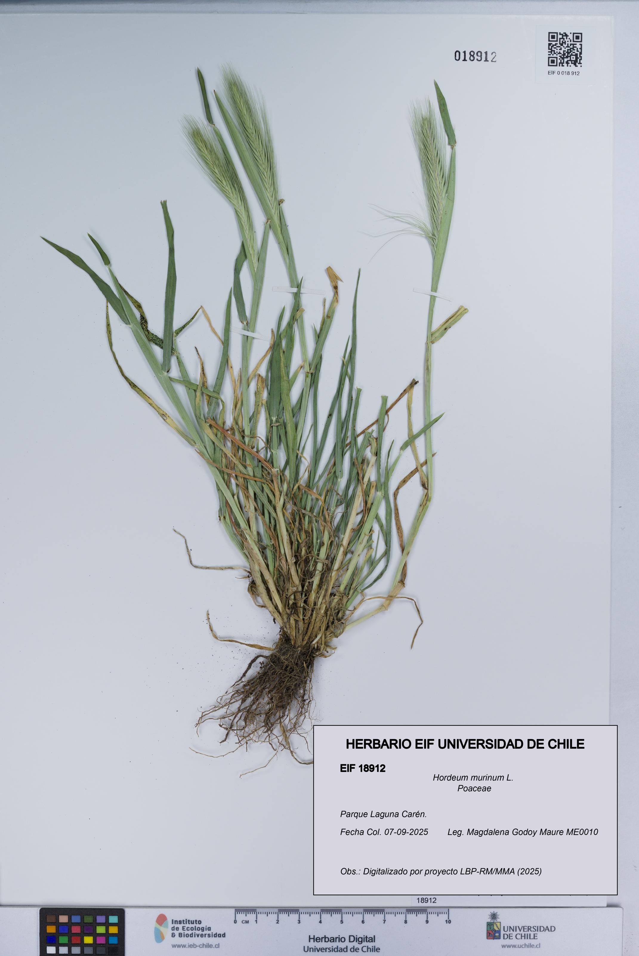 Hordeum murinum [Espécimen: UCH:EIF:0018912]