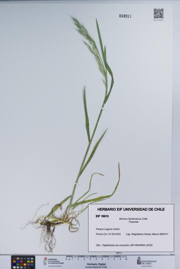 Bromus berteroanus [Espécimen: UCH:EIF:0018913]
