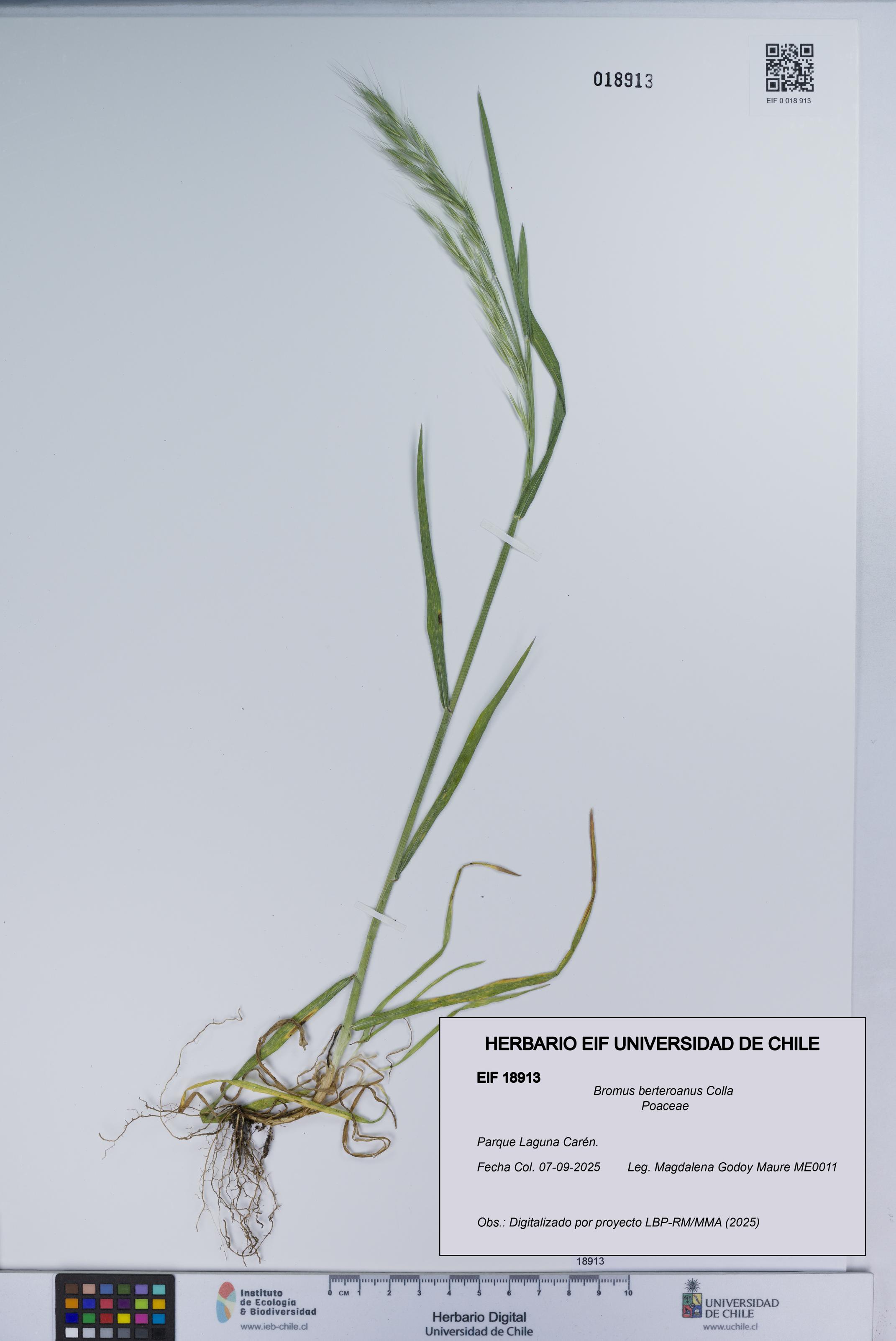 Bromus berteroanus [Espécimen: UCH:EIF:0018913]