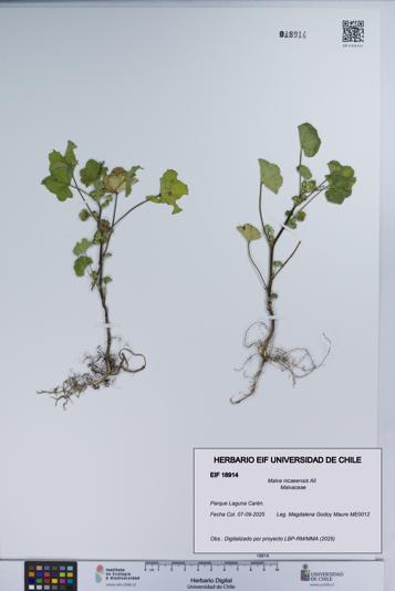 Malva nicaeensis [Espécimen: UCH:EIF:0018914]