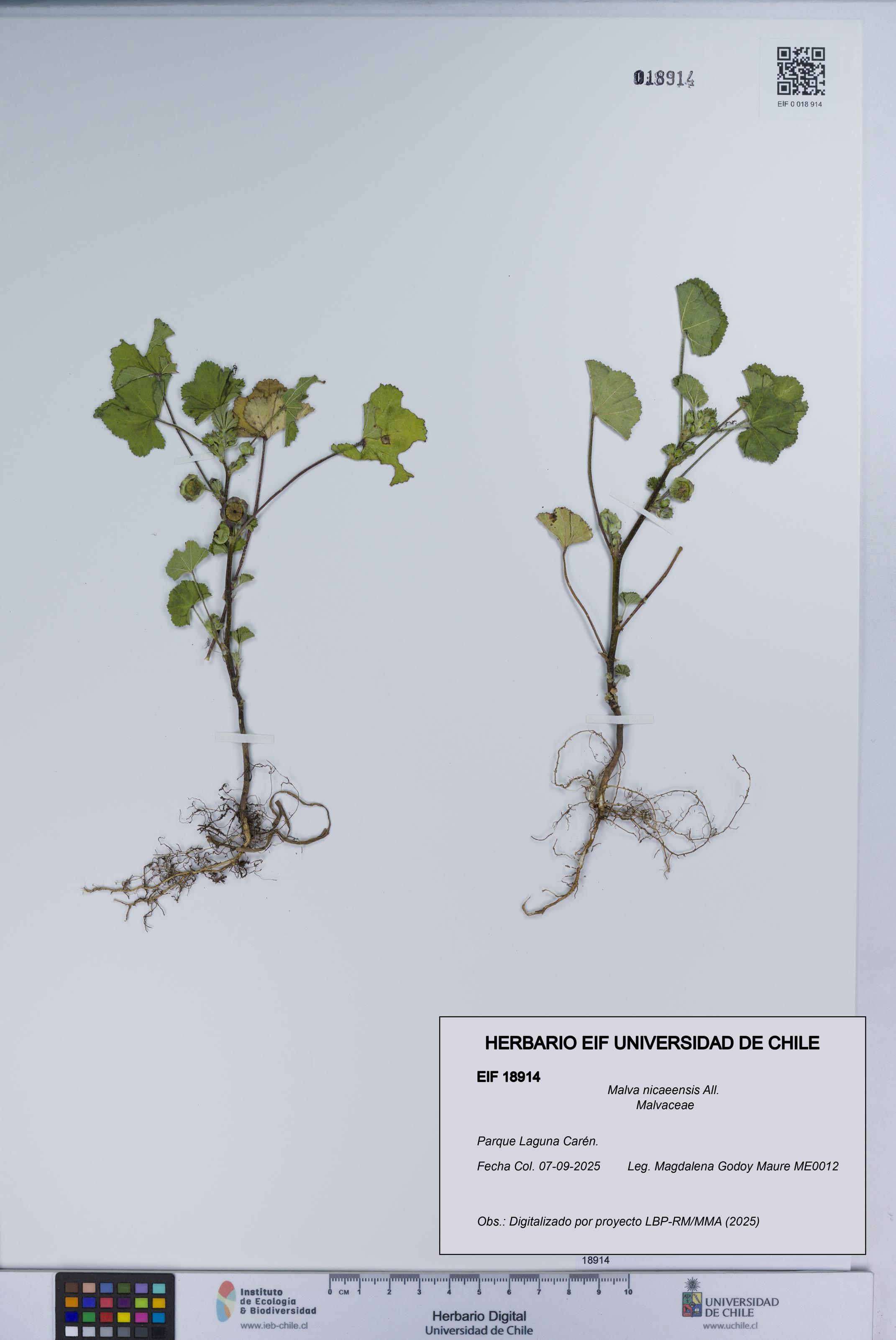Malva nicaeensis [Espécimen: UCH:EIF:0018914]