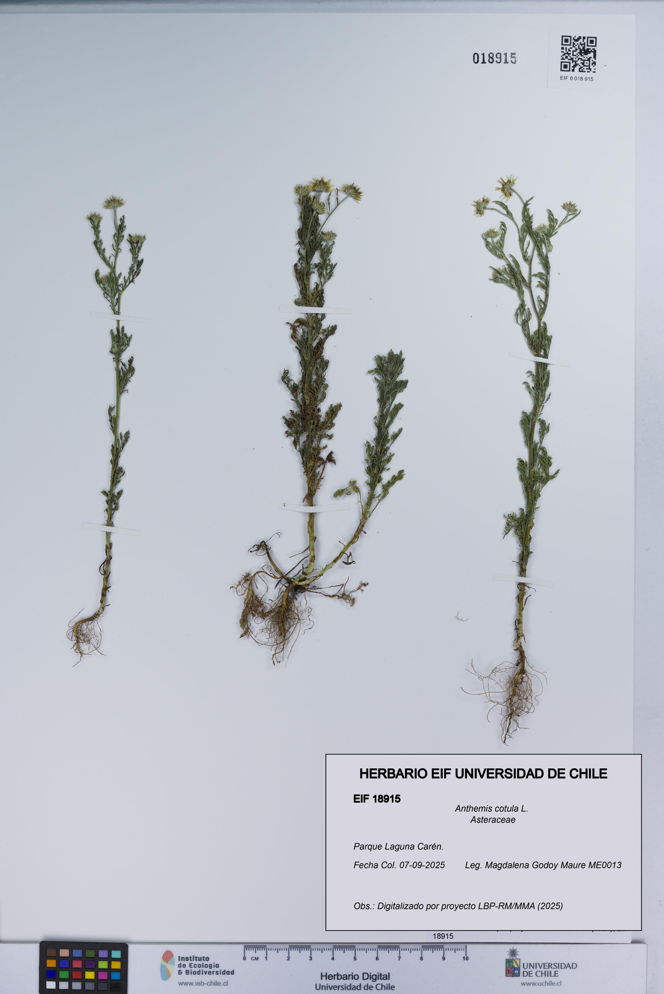 Anthemis cotula [Espécimen: UCH:EIF:0018915]