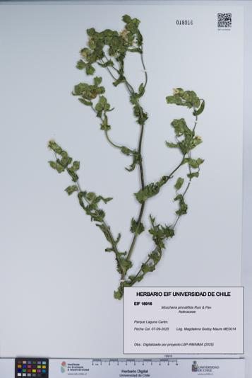 Moscharia pinnatifida [Espécimen: UCH:EIF:0018916]