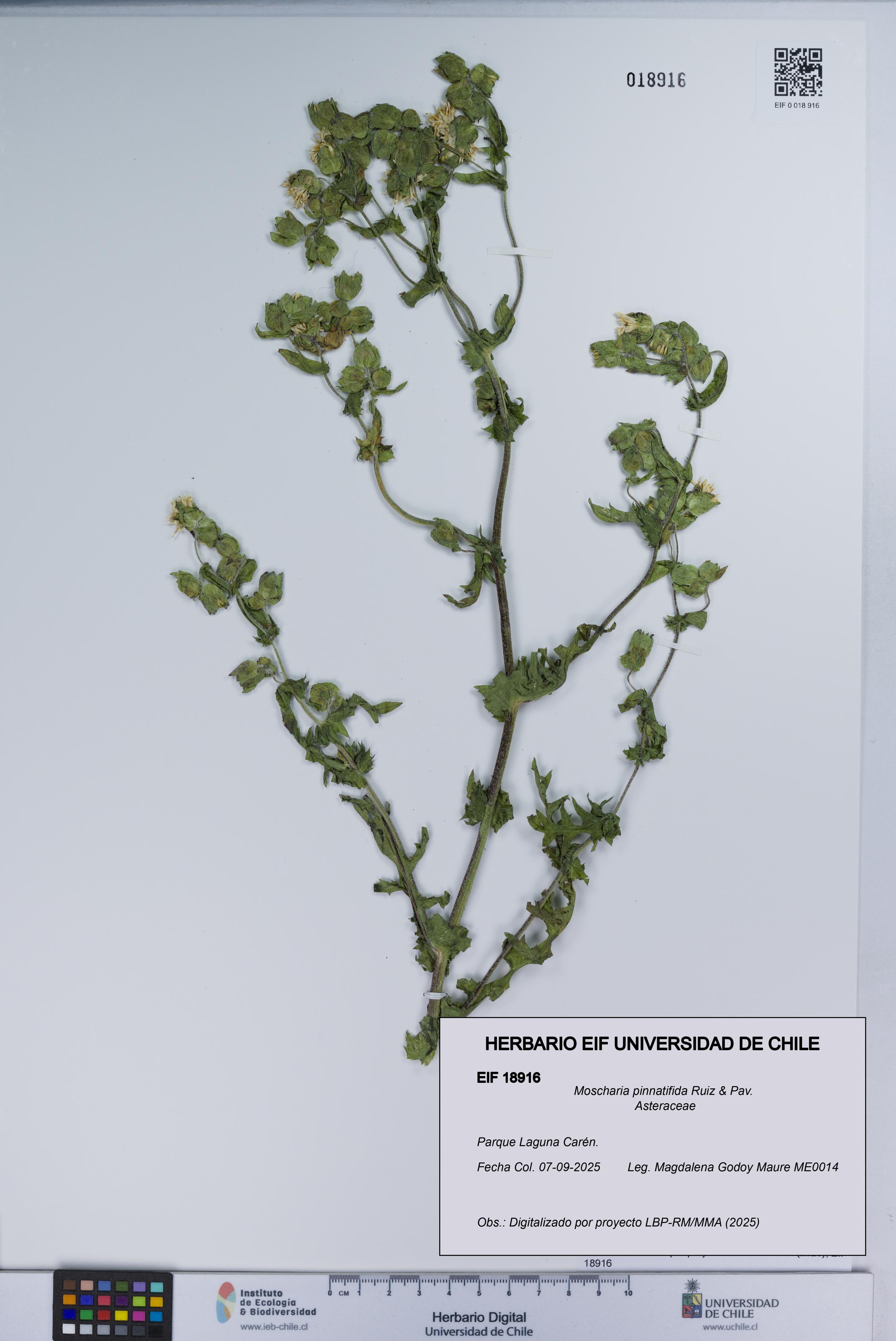 Moscharia pinnatifida [Espécimen: UCH:EIF:0018916]