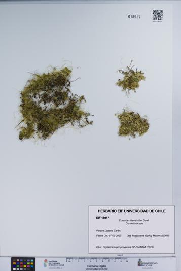 Cuscuta chilensis [Espécimen: UCH:EIF:0018917]