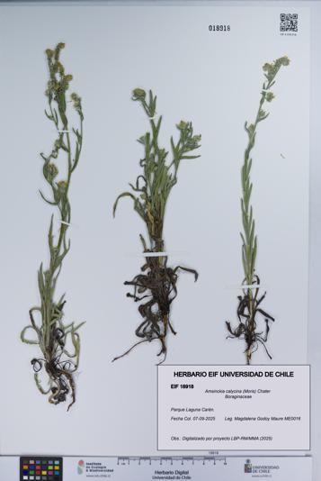 Amsinckia calycina [Espécimen: UCH:EIF:0018918]