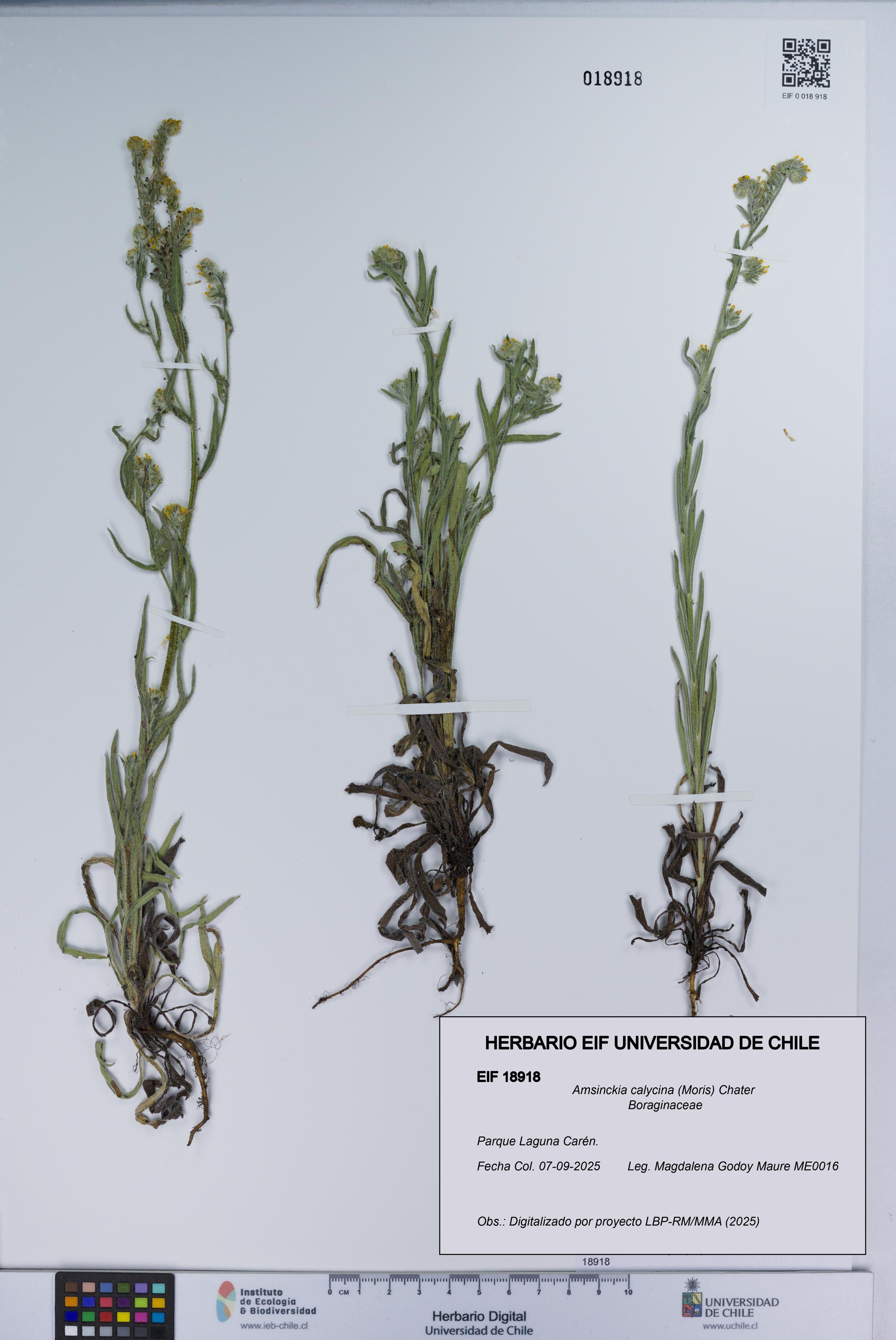 Amsinckia calycina [Espécimen: UCH:EIF:0018918]