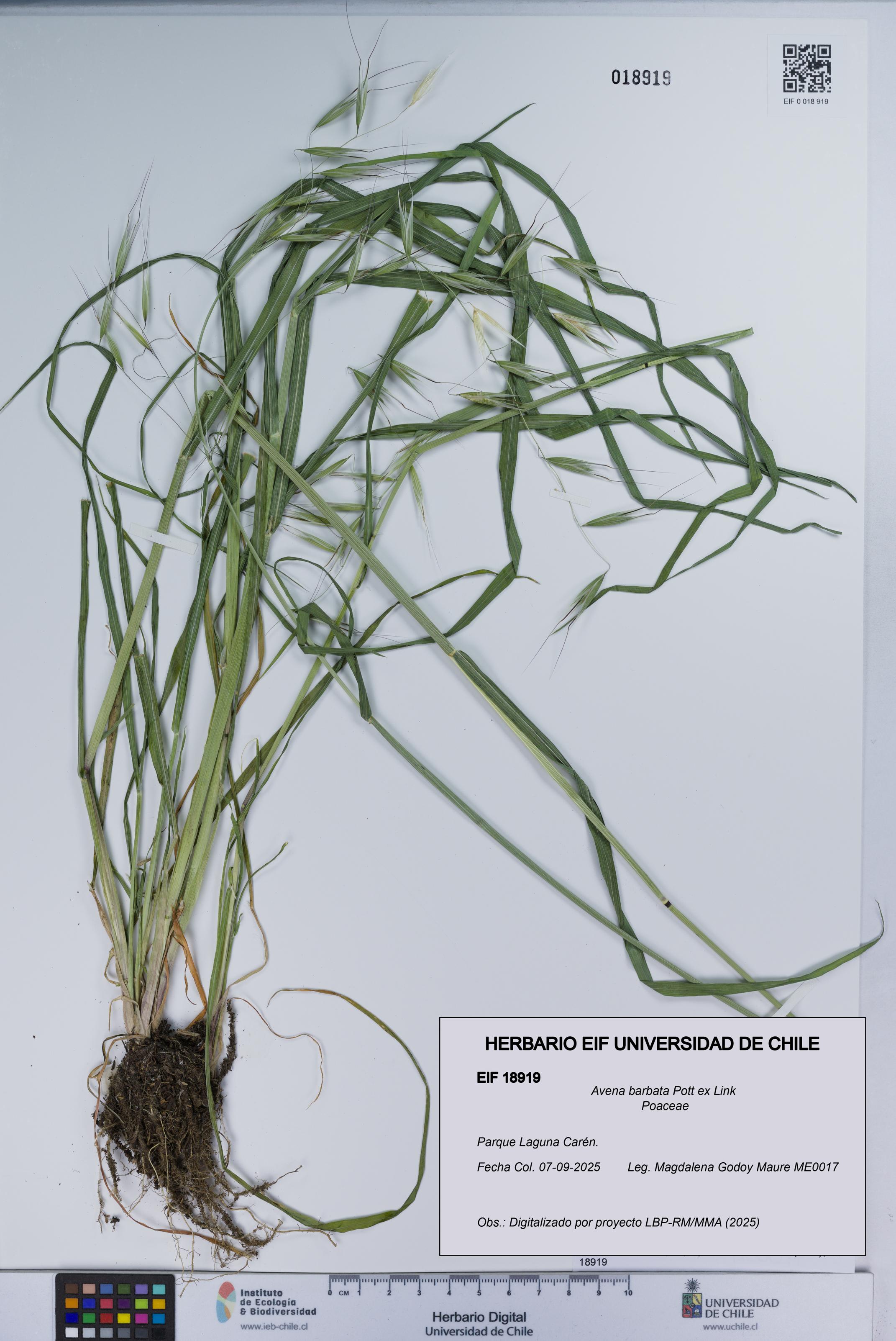 Avena barbata [Espécimen: UCH:EIF:0018919]