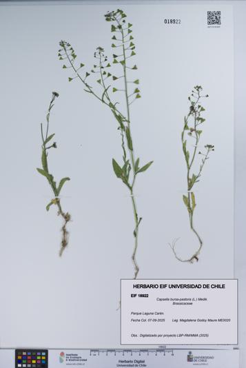 Capsella bursa-pastoris [Espécimen: UCH:EIF:0018922]