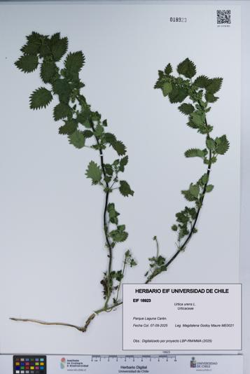 Urtica urens [Espécimen: UCH:EIF:0018923]
