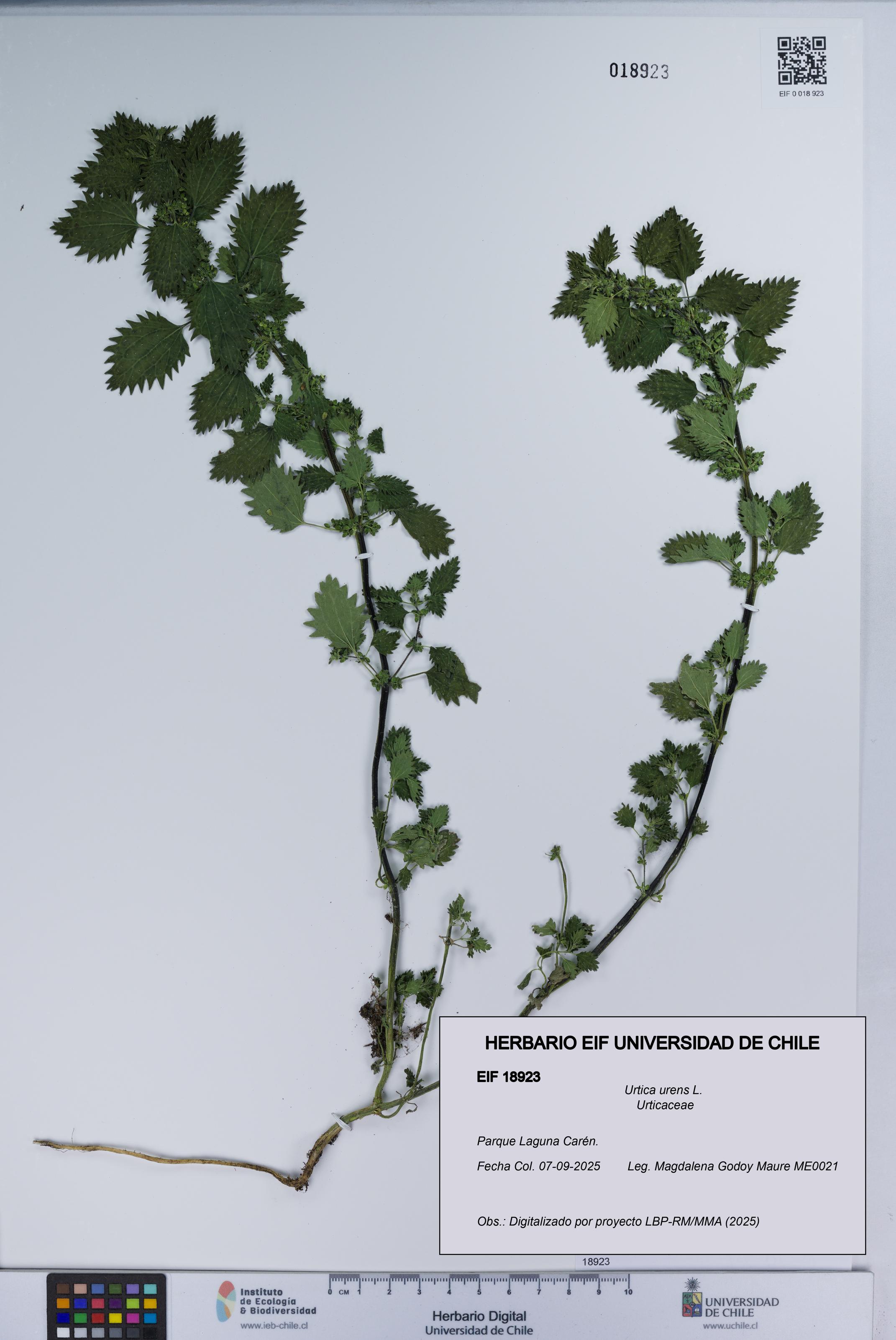 Urtica urens [Espécimen: UCH:EIF:0018923]