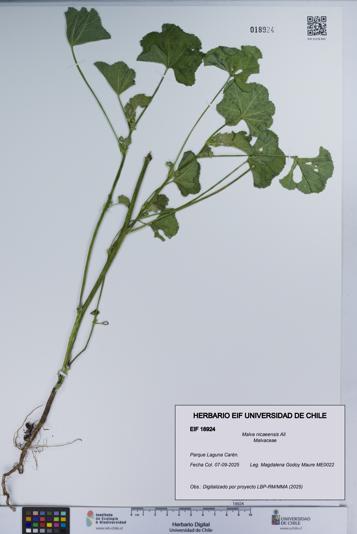 Malva nicaeensis [Espécimen: UCH:EIF:0018924]
