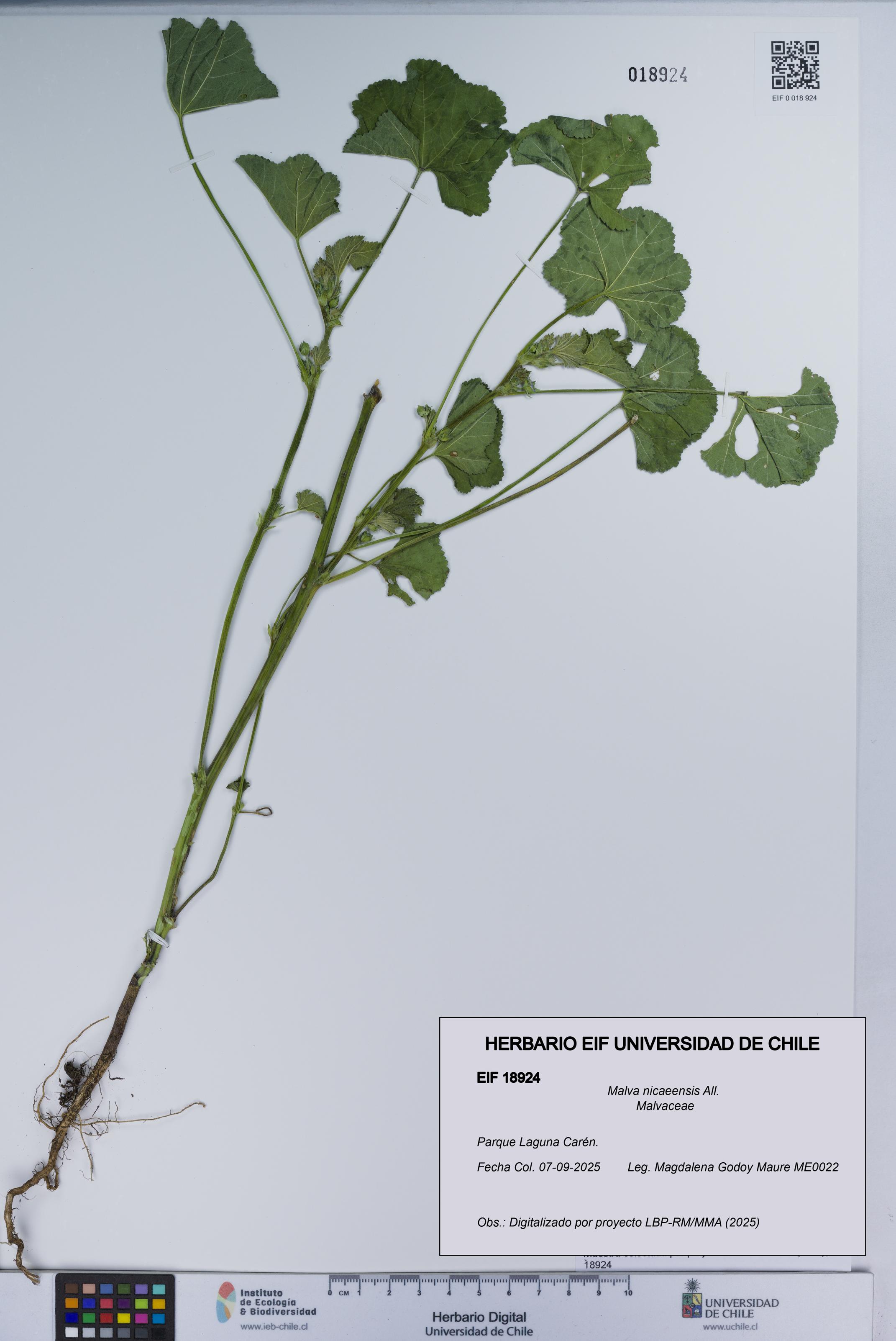 Malva nicaeensis [Espécimen: UCH:EIF:0018924]