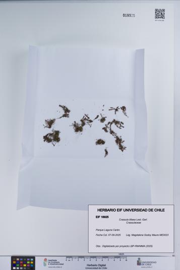 Crassula tillaea [Espécimen: UCH:EIF:0018925]