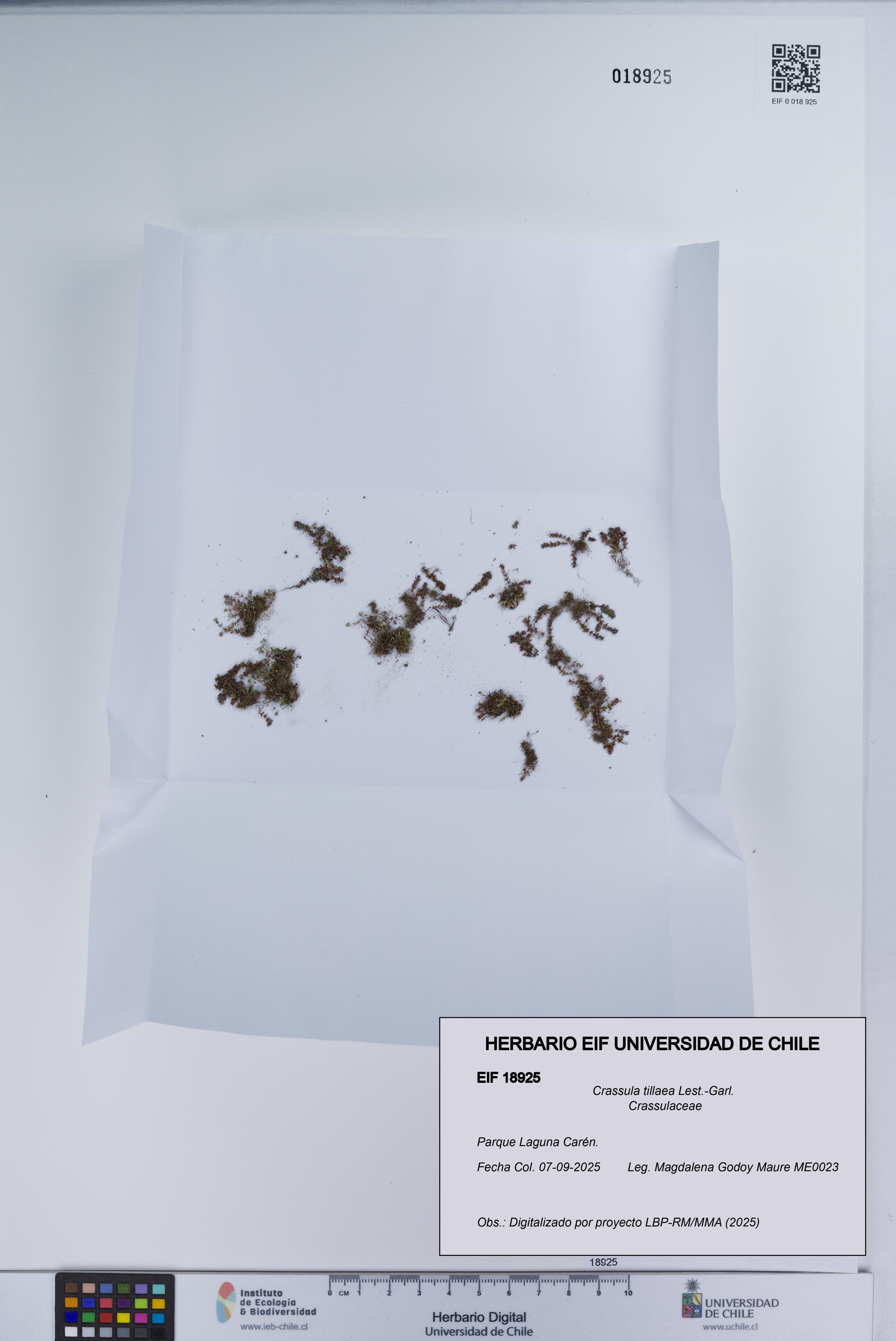 Crassula tillaea [Espécimen: UCH:EIF:0018925]