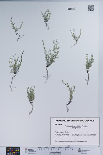 Pectocarya linearis [Espécimen: UCH:EIF:0018926]