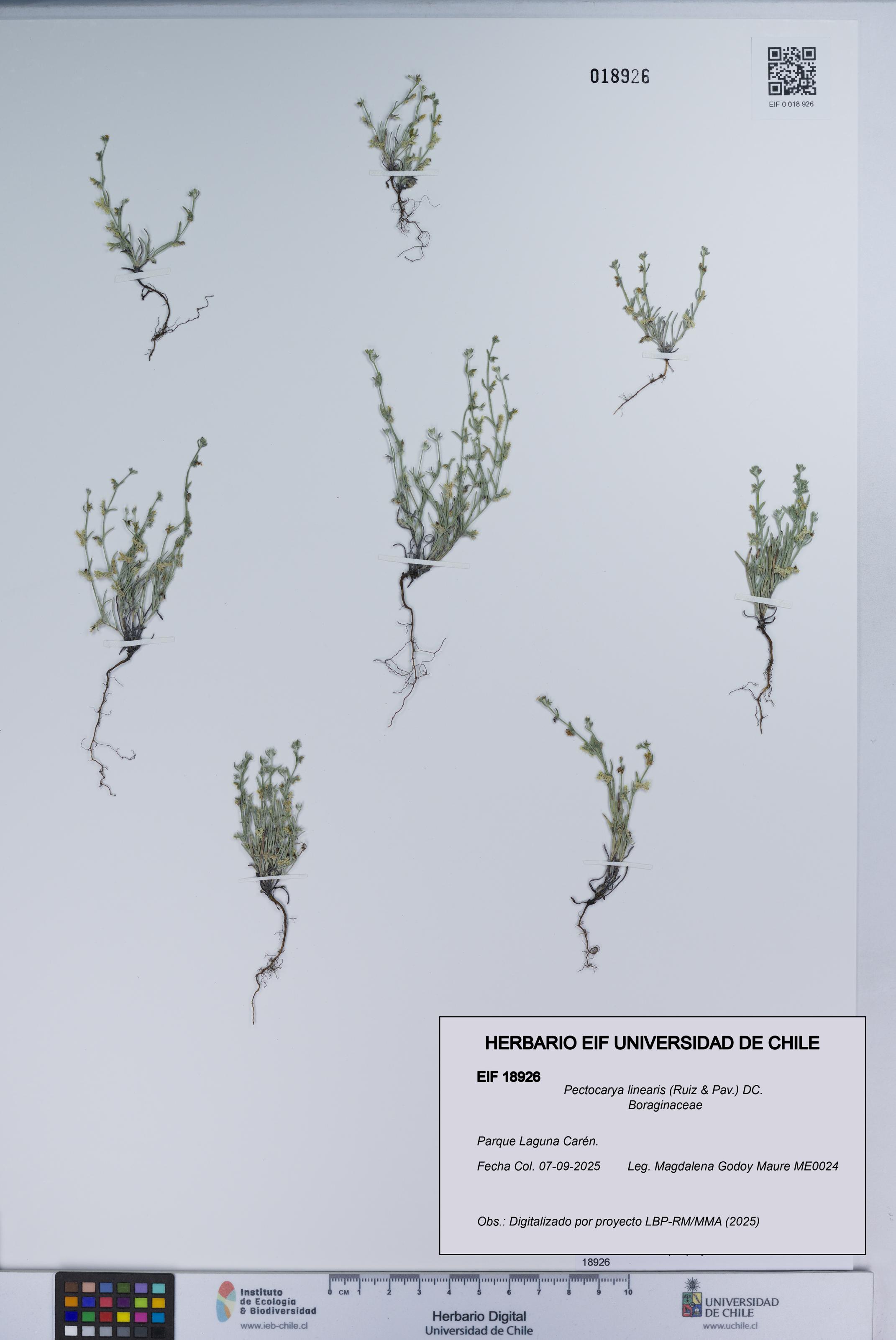 Pectocarya linearis [Espécimen: UCH:EIF:0018926]