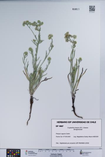 Cryptantha linearis [Espécimen: UCH:EIF:0018927]