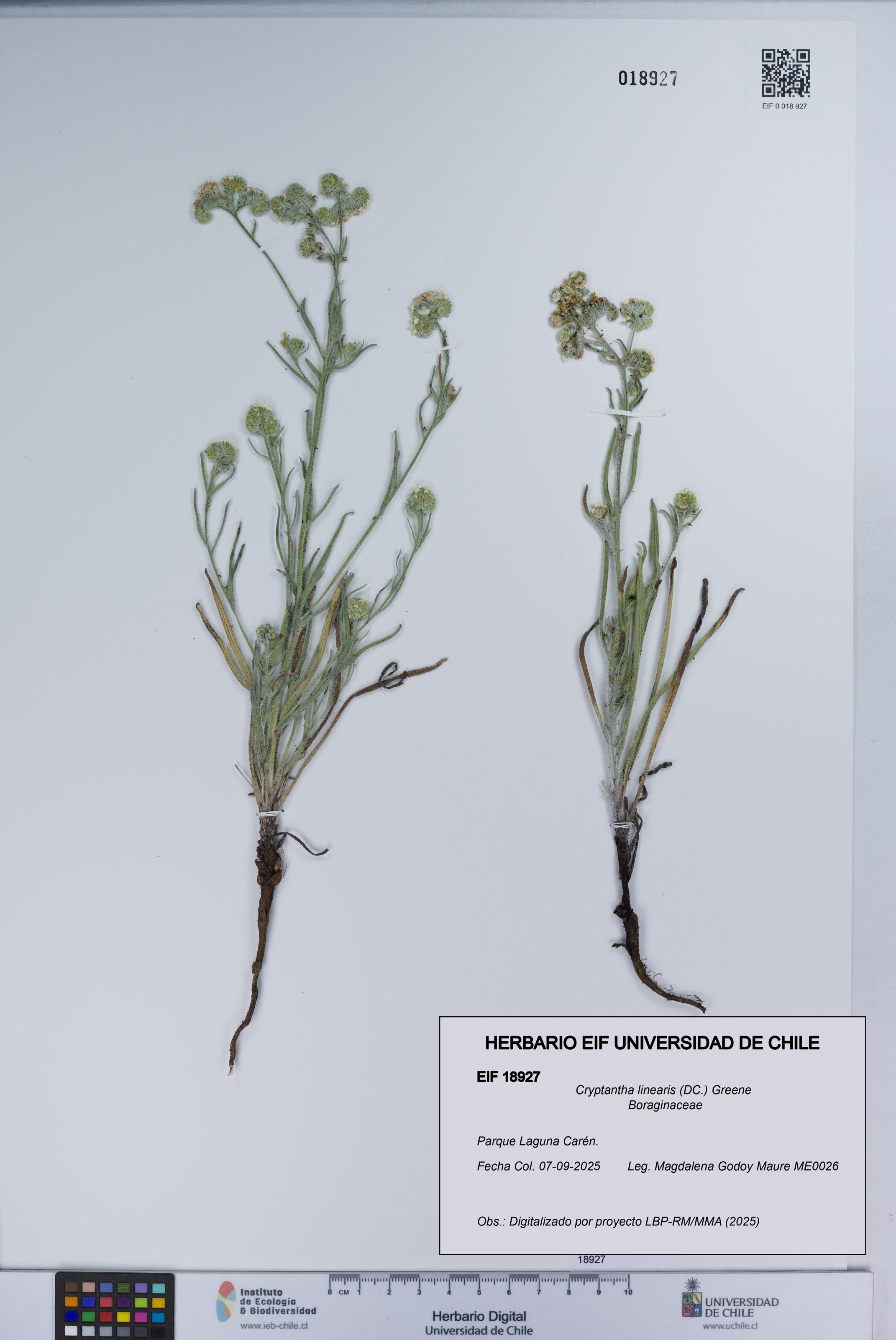 Cryptantha linearis [Espécimen: UCH:EIF:0018927]