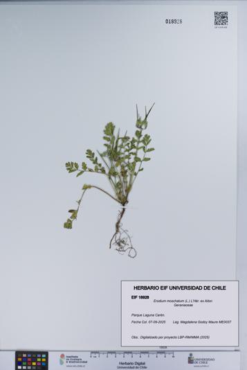 Erodium moschatum [Espécimen: UCH:EIF:0018928]