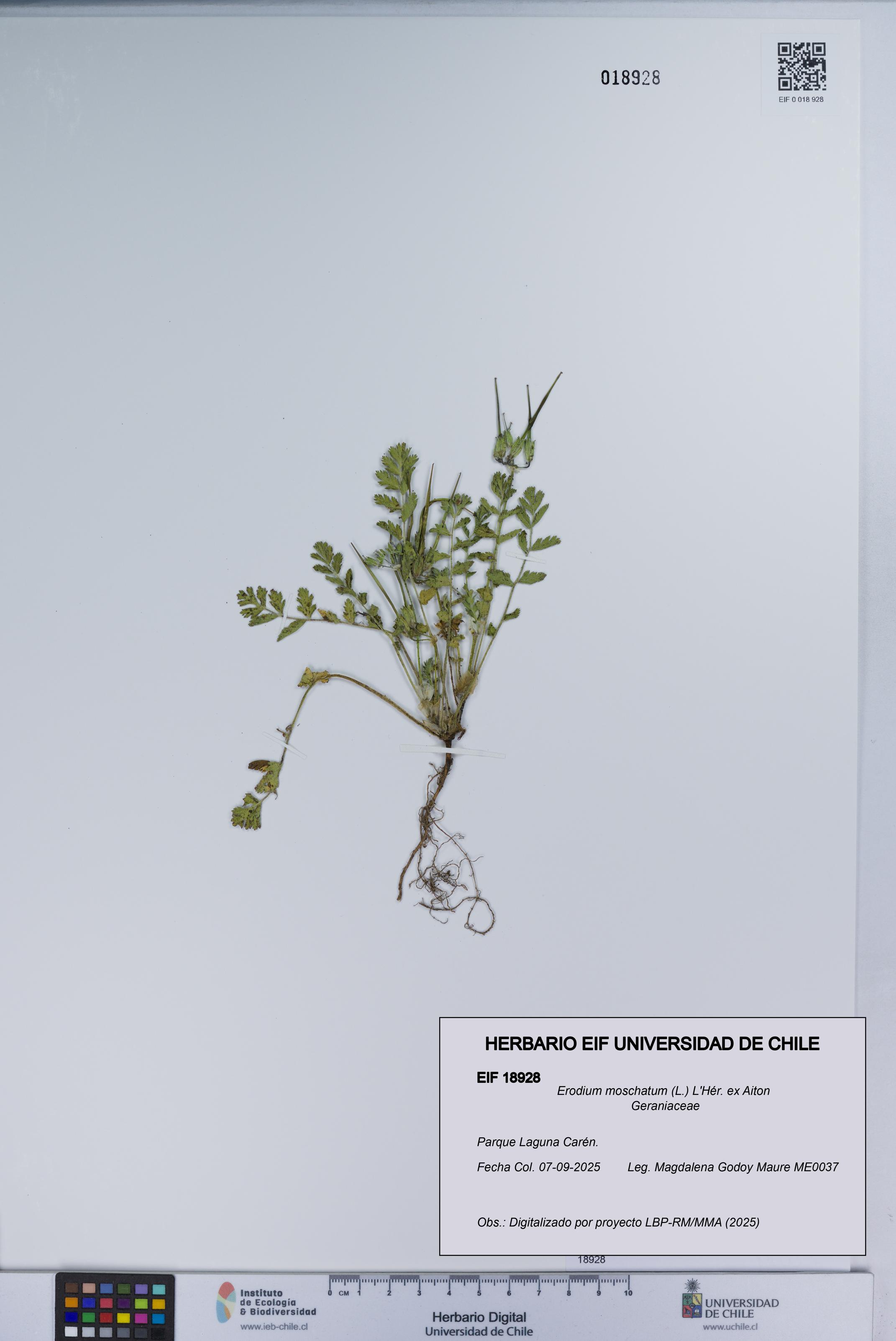 Erodium moschatum [Espécimen: UCH:EIF:0018928]