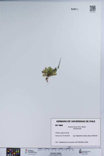 Erodium botrys [Espécimen: UCH:EIF:0018929]