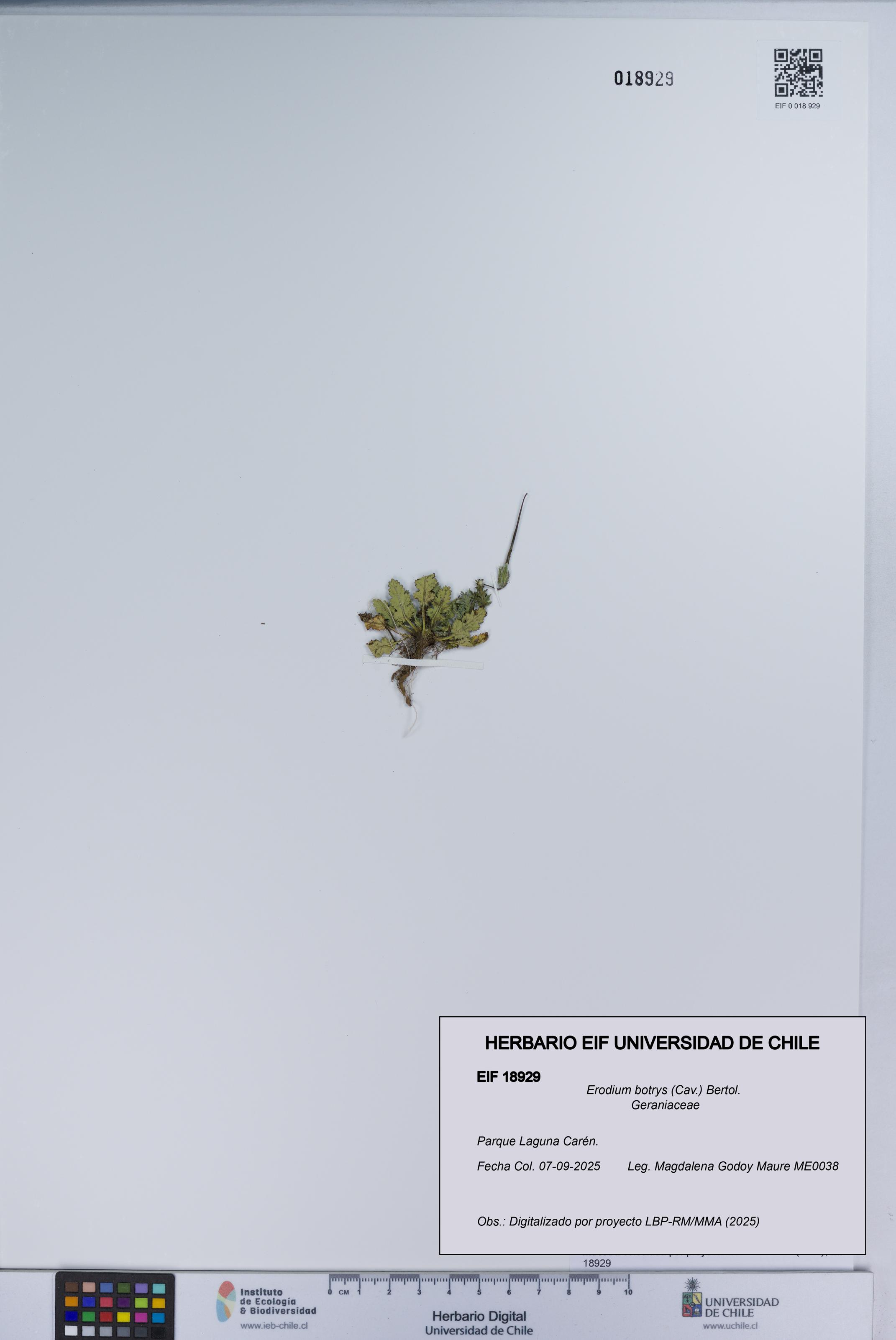 Erodium botrys [Espécimen: UCH:EIF:0018929]