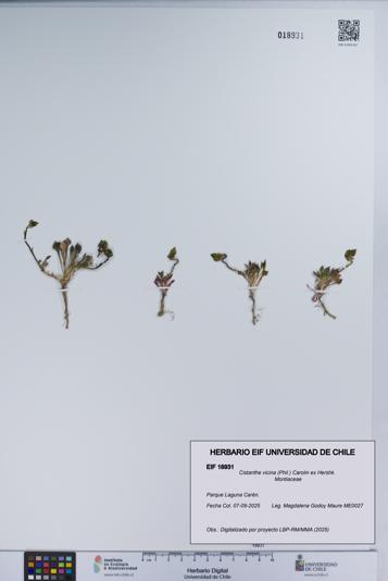 Cistanthe vicina [Espécimen: UCH:EIF:0018931]