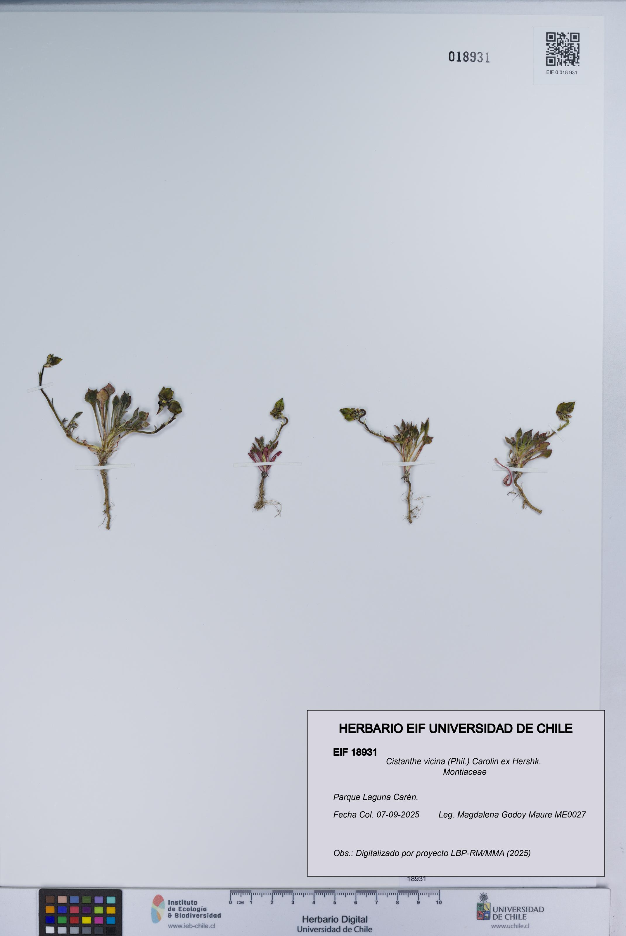 Cistanthe vicina [Espécimen: UCH:EIF:0018931]