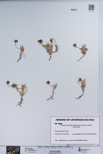 Cistanthe chamissoi [Espécimen: UCH:EIF:0018932]