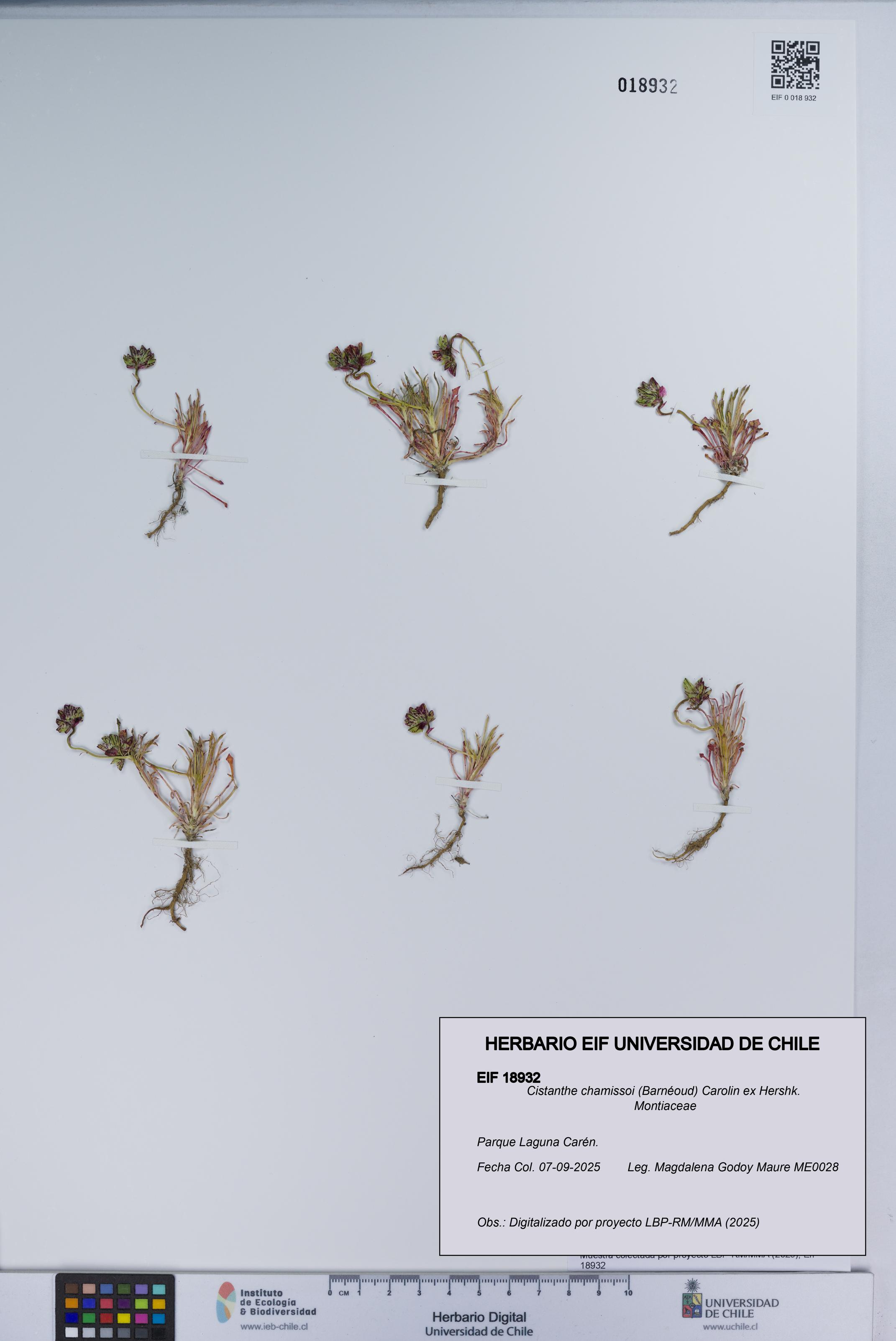 Cistanthe chamissoi [Espécimen: UCH:EIF:0018932]