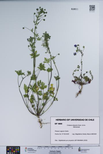 Cristaria dissecta [Espécimen: UCH:EIF:0018933]