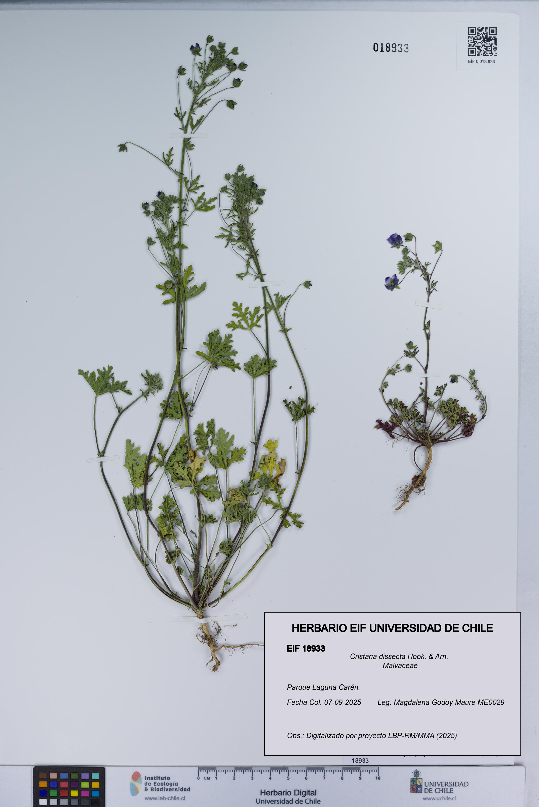 Cristaria dissecta [Espécimen: UCH:EIF:0018933]