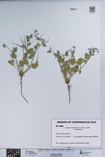 Erodium malacoides [Espécimen: UCH:EIF:0018934]