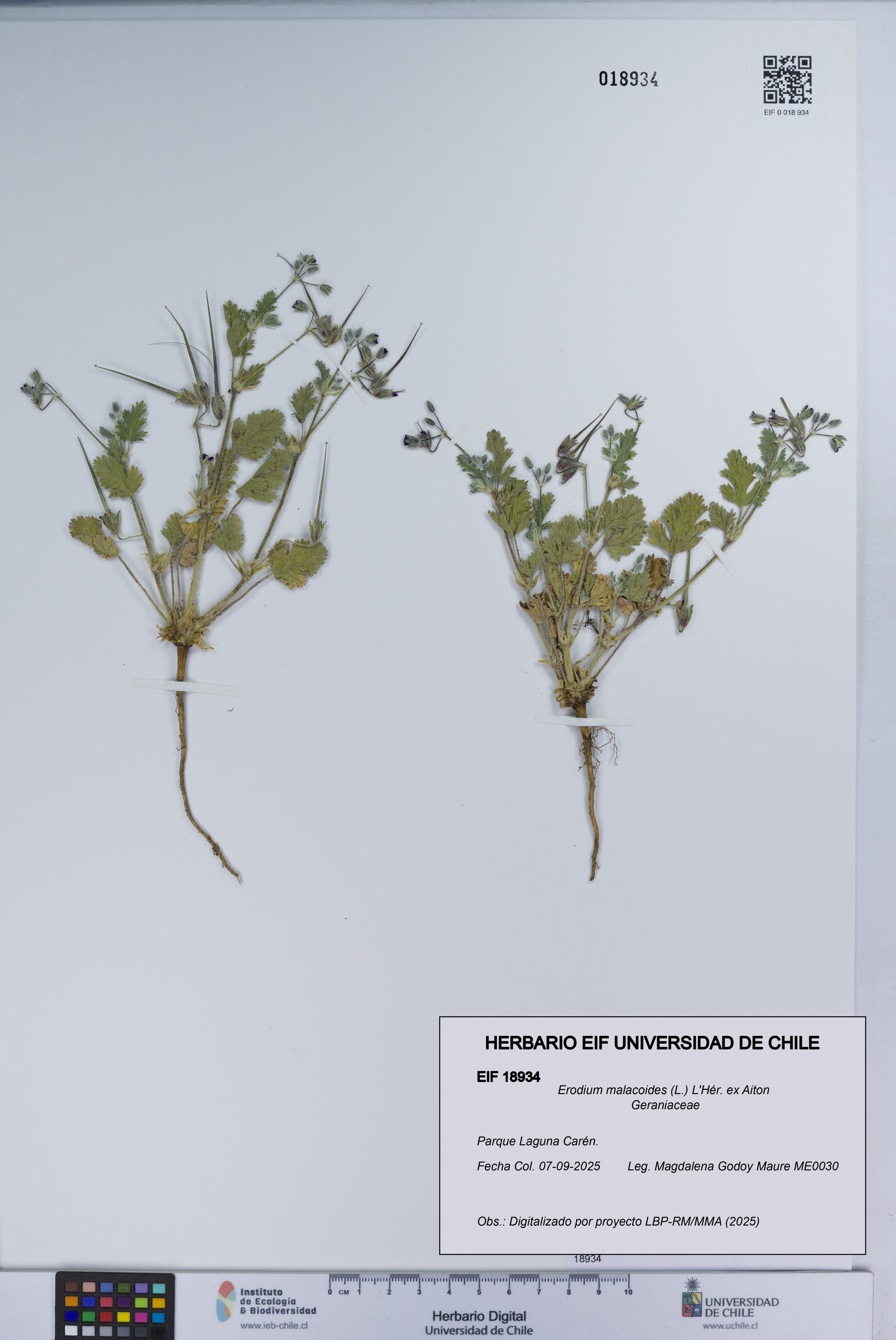 Erodium malacoides [Espécimen: UCH:EIF:0018934]
