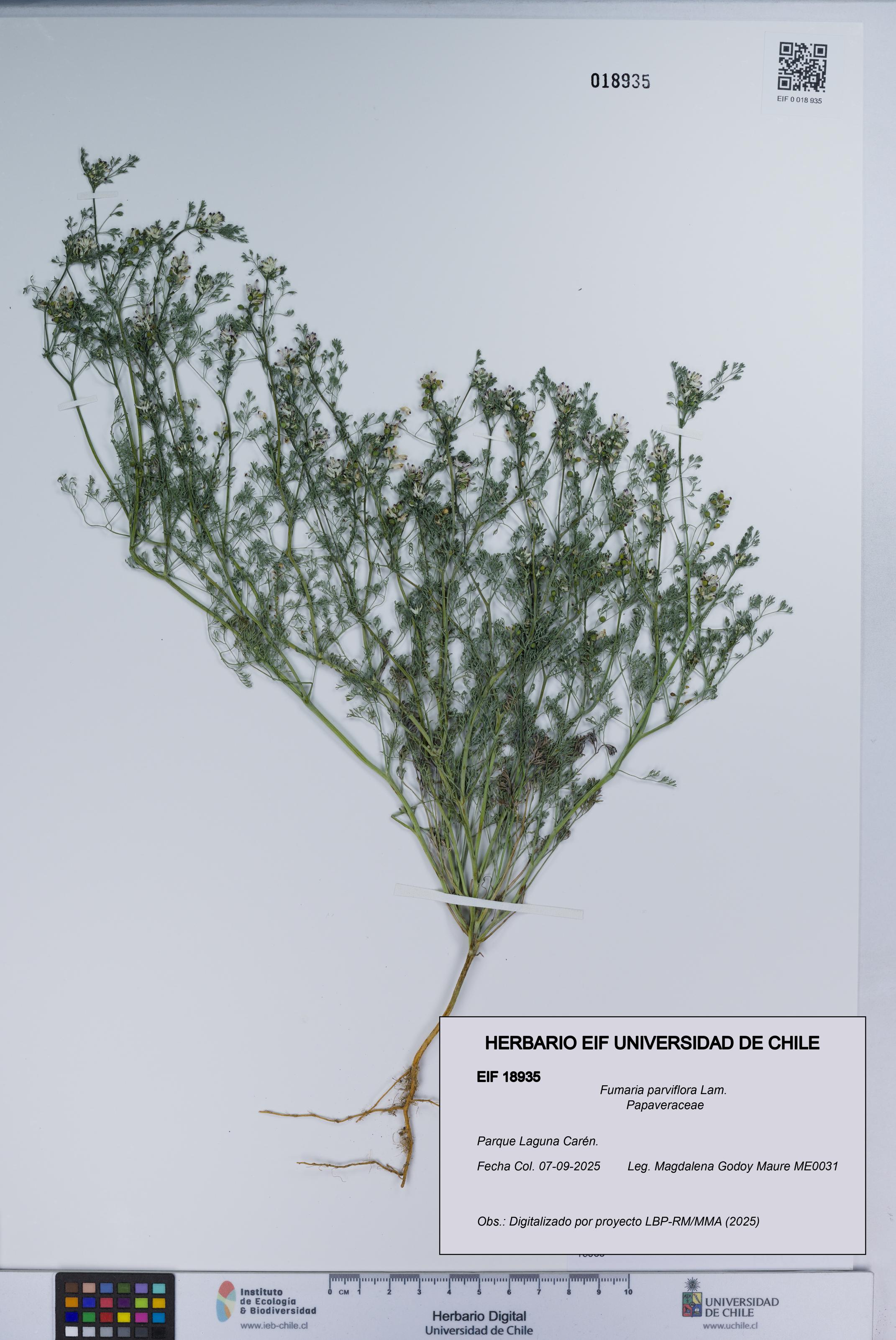 Fumaria parviflora [Espécimen: UCH:EIF:0018935]