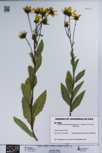 Austroflourensia thurifera [Espécimen: UCH:EIF:0018936]