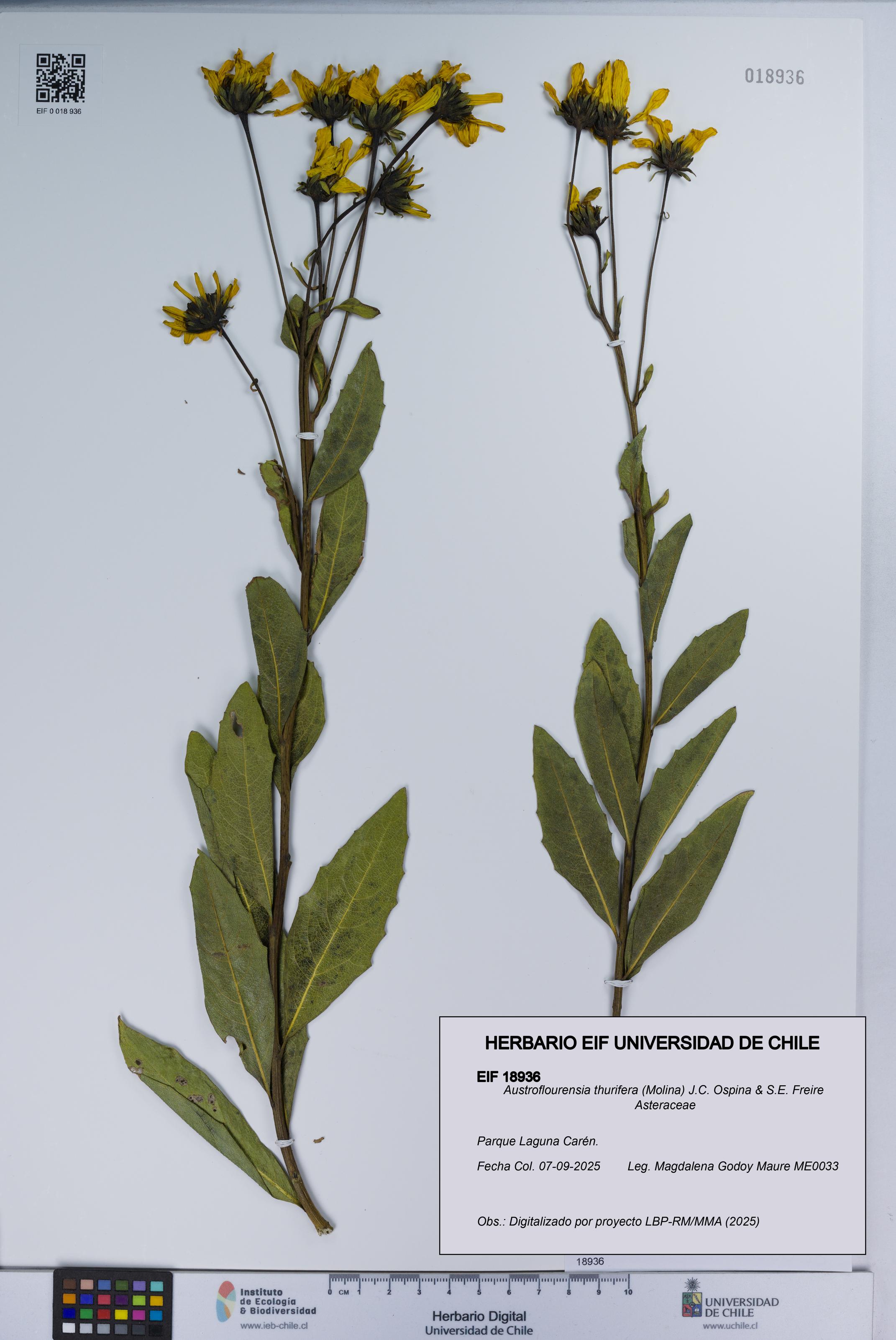 Austroflourensia thurifera [Espécimen: UCH:EIF:0018936]