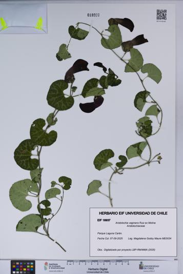 Aristolochia vaginans [Espécimen: ]